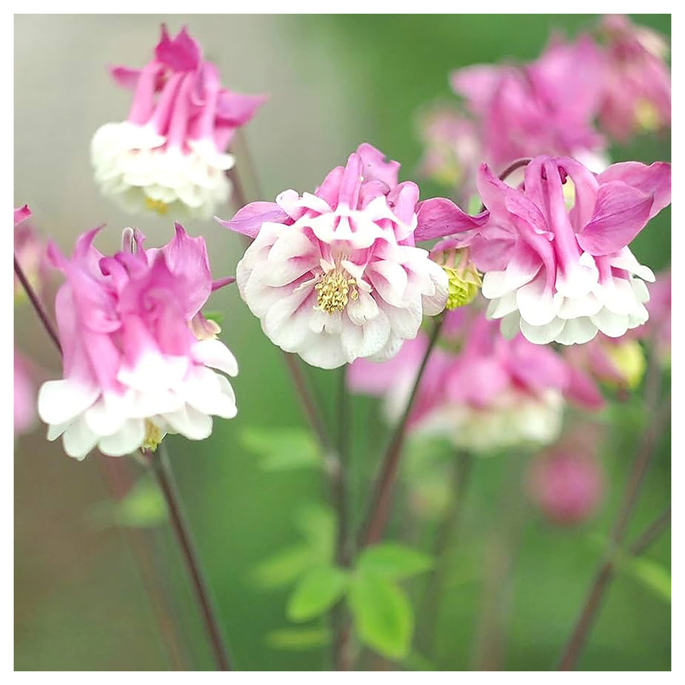 Heirloom Non-GMO Aquilegia Columbine Flower Seeds for Planting – Colorful Perennial Garden Blooms | Neera Seeds product photo [neera-v4-7d808be810dafafe9692]