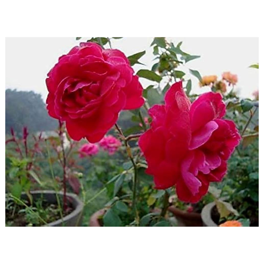 Mini Rose Mix Colors Flower Seeds for Home Garden Planting, Premium Organic Blooming Collection | Neera Seeds product photo [neera-v4-7d94275aad7623a04ff5]