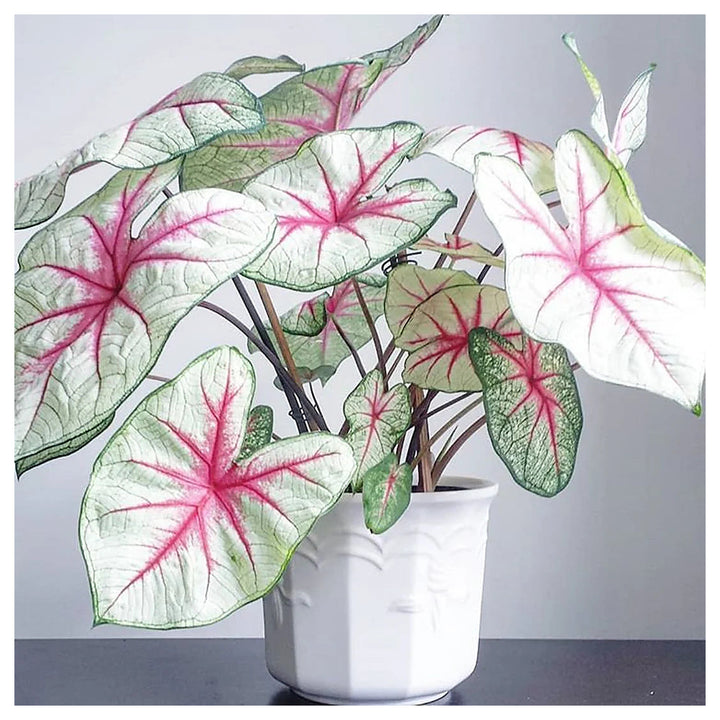 White Queen Caladium Leaf Seeds – Heirloom, Non-GMO, High Germination Organic Garden Seeds for Planting | Neera Seeds product photo [neera-v4-7d9d3adf823d2c09321a]