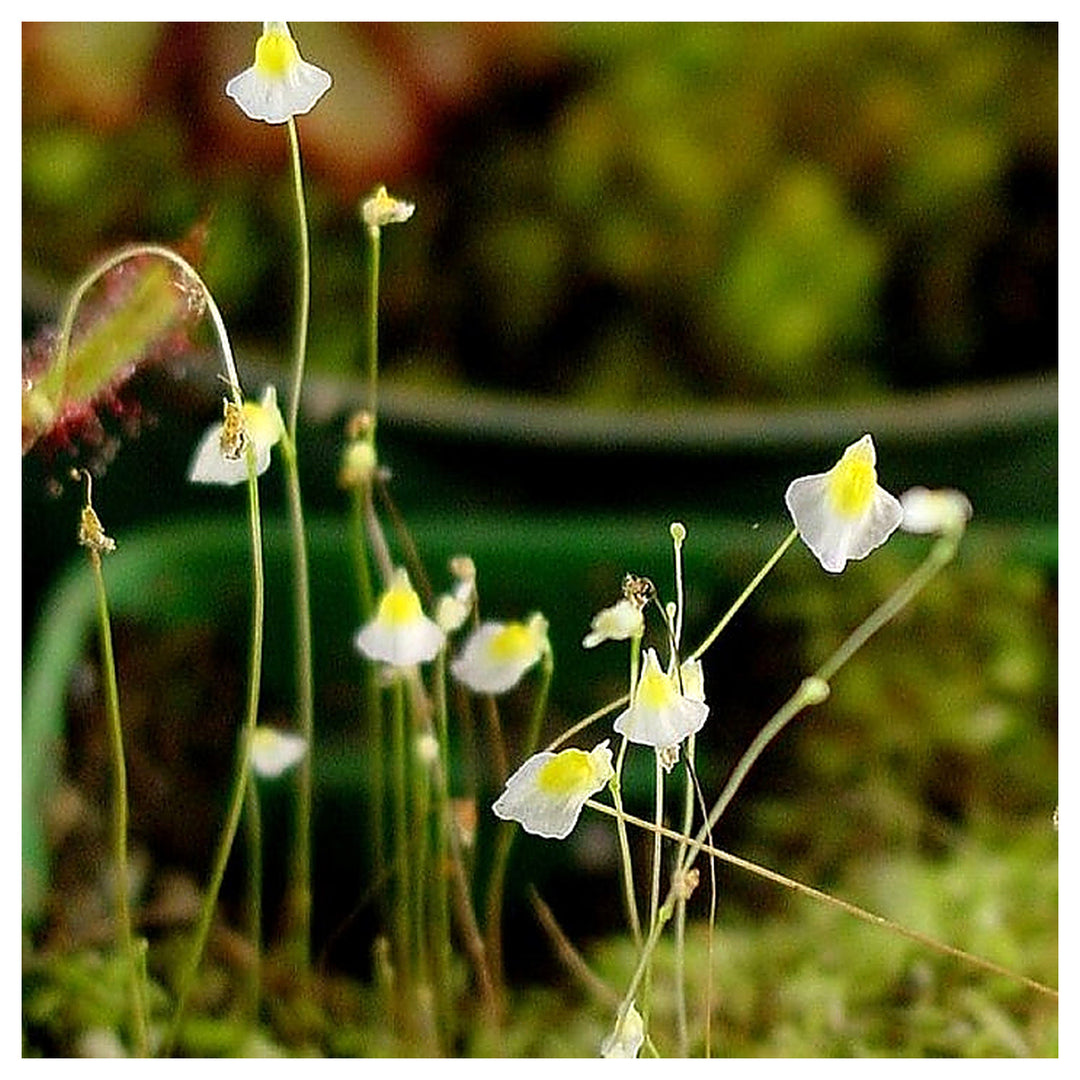 White Utricularia Bisquamata Plant Seeds for Garden Planting – Heirloom Non-GMO High Germination Organic Seeds for  | Neera Seeds product photo [neera-v4-7da2315d821a3a62fa7d]