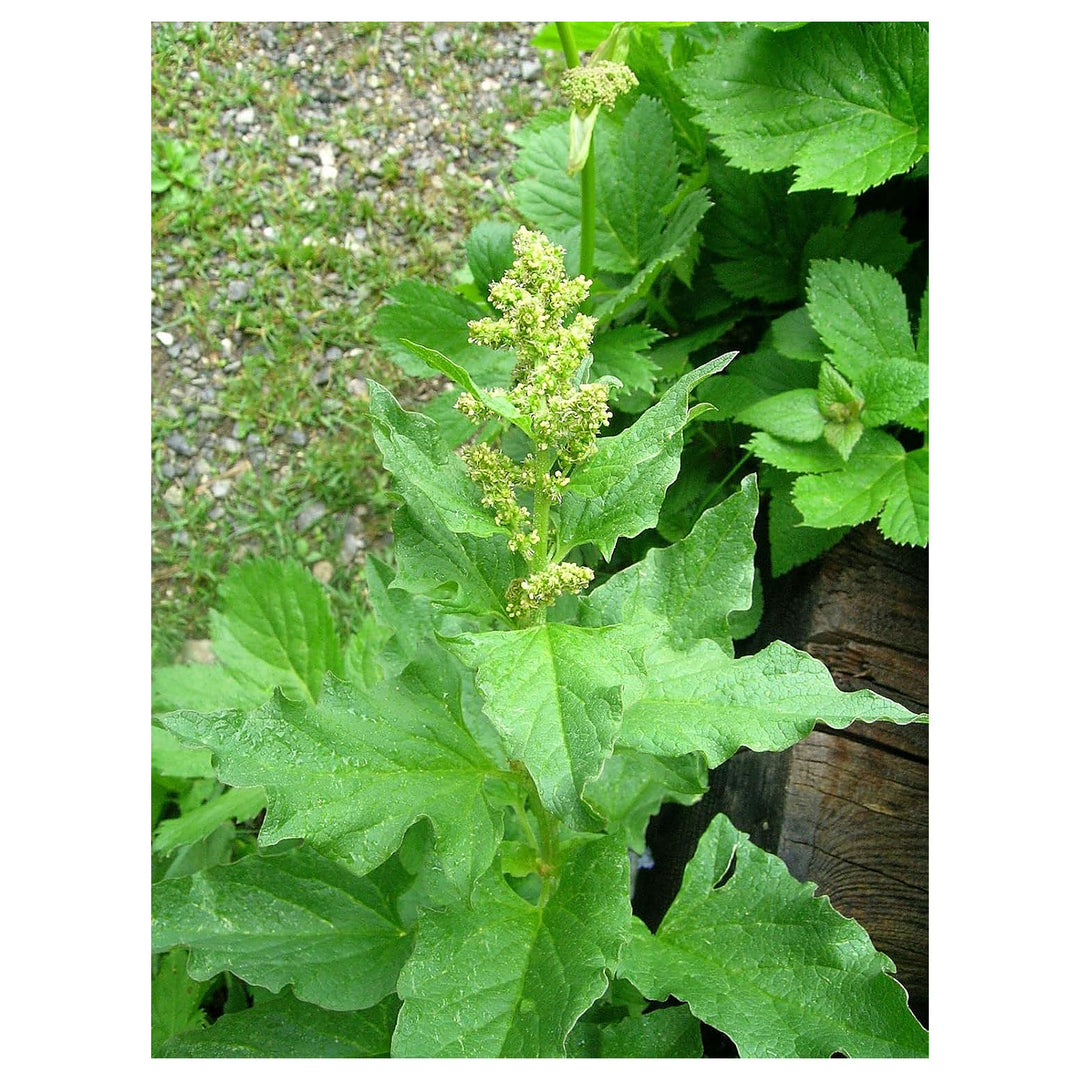 King Henry Plant Seeds for Planting - NON GMO Seeds | Neera Seeds product photo [neera-v4-7dace785fdbc10f8c89d]