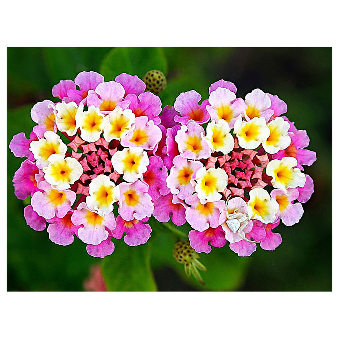 Heirloom Non-GMO Lantana Flower Seeds for Planting – Vibrant Butterfly-Friendly Garden Blooms | Neera Seeds product photo [neera-v4-7dae750c27117158bf31]