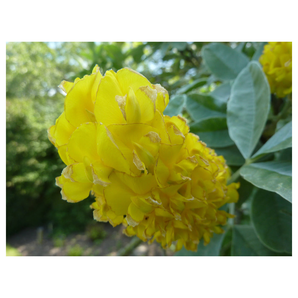 Heirloom Argyrocytisus Flower Seeds, Non-GMO Ornamental Shrub Blooms for Colorful Garden Planting | Neera Seeds product photo [neera-v4-7db1d3536beca574982f]