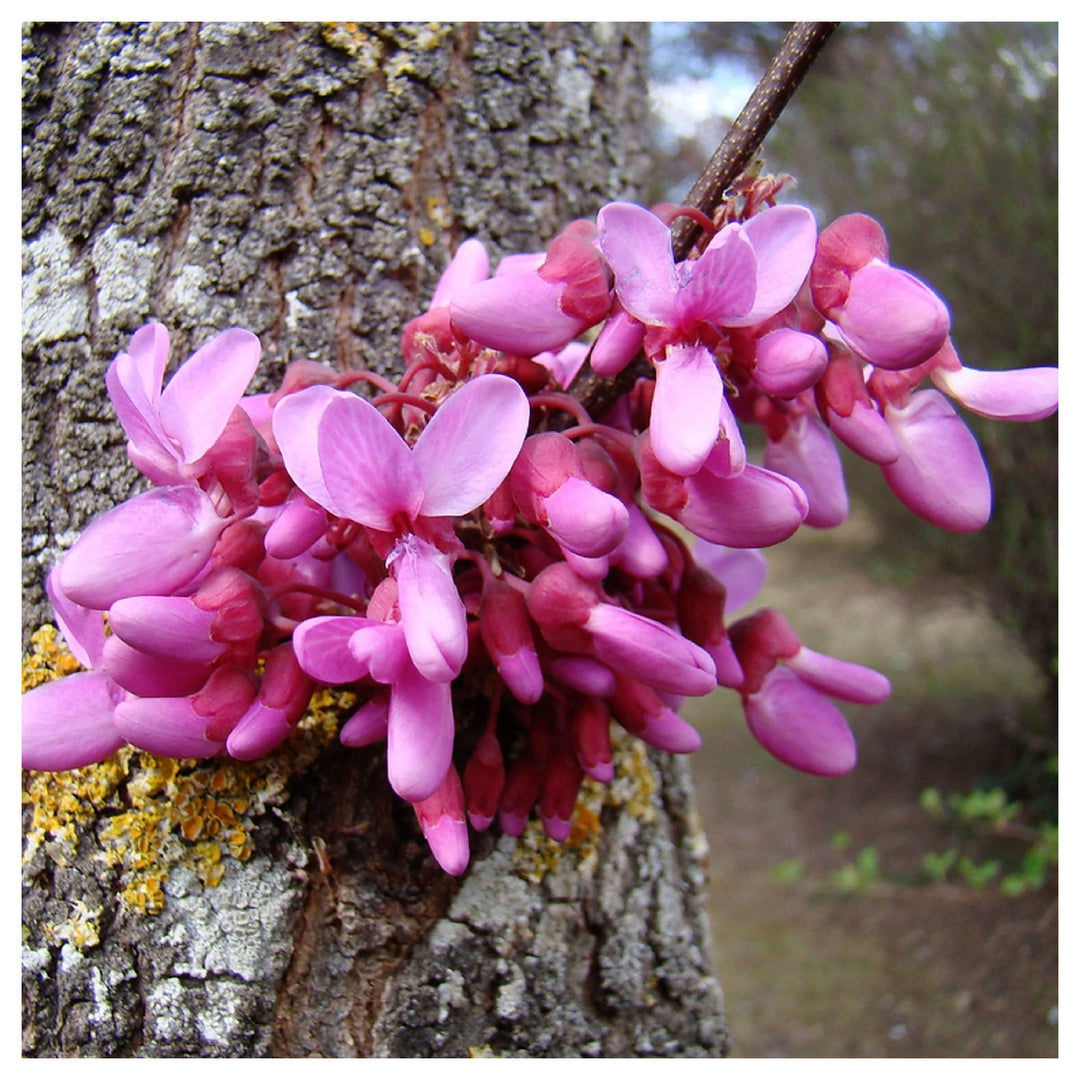 Heirloom Non-GMO Pink Cercis Siliquastrum Flower Seeds – Ornamental Tree Blooms for Garden Planting | Neera Seeds product photo [neera-v4-7db4cfdb02856ebc2c56]