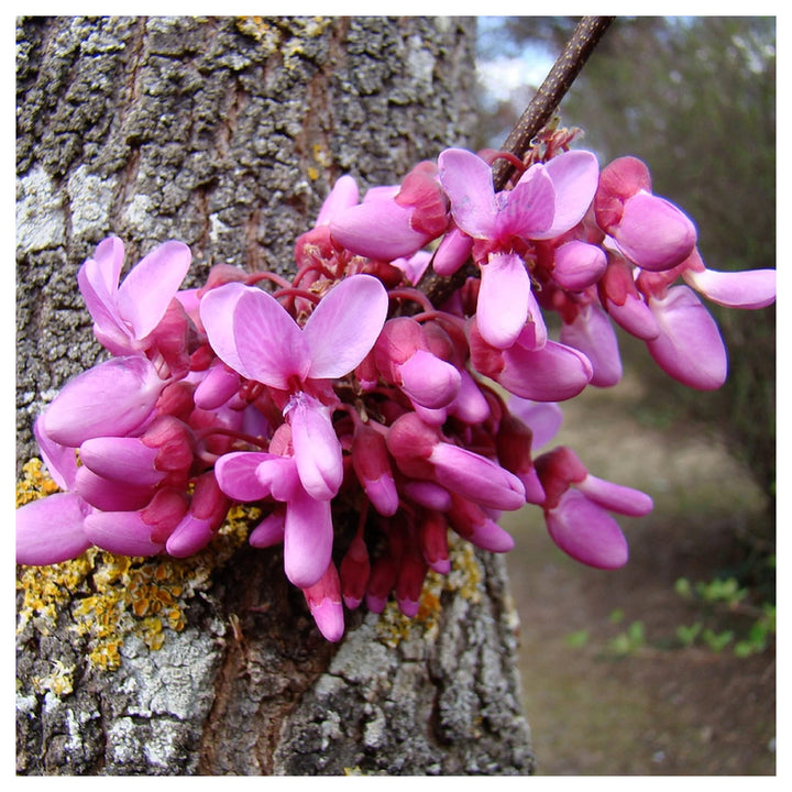Heirloom Non-GMO Pink Cercis Siliquastrum Flower Seeds – Ornamental Tree Blooms for Garden Planting | Neera Seeds product photo [neera-v4-7db4cfdb02856ebc2c56]