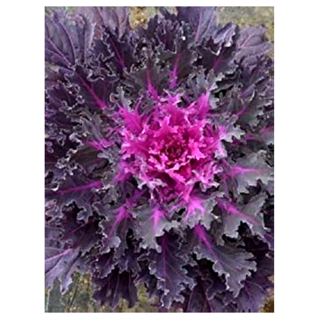 Flowering Cabbage Coral Queen Planting Home Garden Pots Flower Seeds Home Garden Planting, | Neera Seeds product photo [neera-v4-7db9a5e644516cff8ca2]