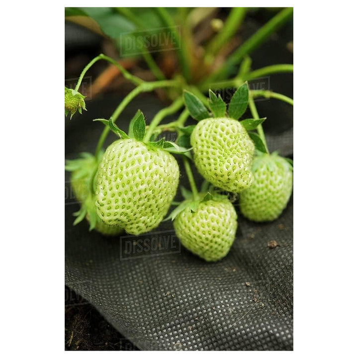 Light Green Strawberry Fruit Seeds for Planting – Sweet, Nutritious Strawberries, Heirloom &amp; Non-GMO, High Germinat | Neera Seeds product photo [neera-v4-7dc5bc8b00eec80318f4]