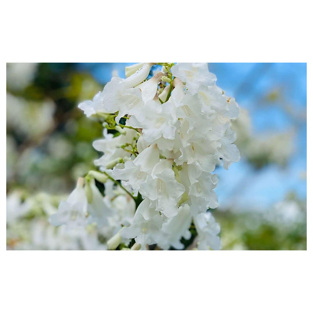 Heirloom Non-GMO White Jacaranda Flower Seeds for Garden Planting – High Germination Organic Garden Seeds | Neera Seeds product photo [neera-v4-7dcded7ba6c686f911a9]