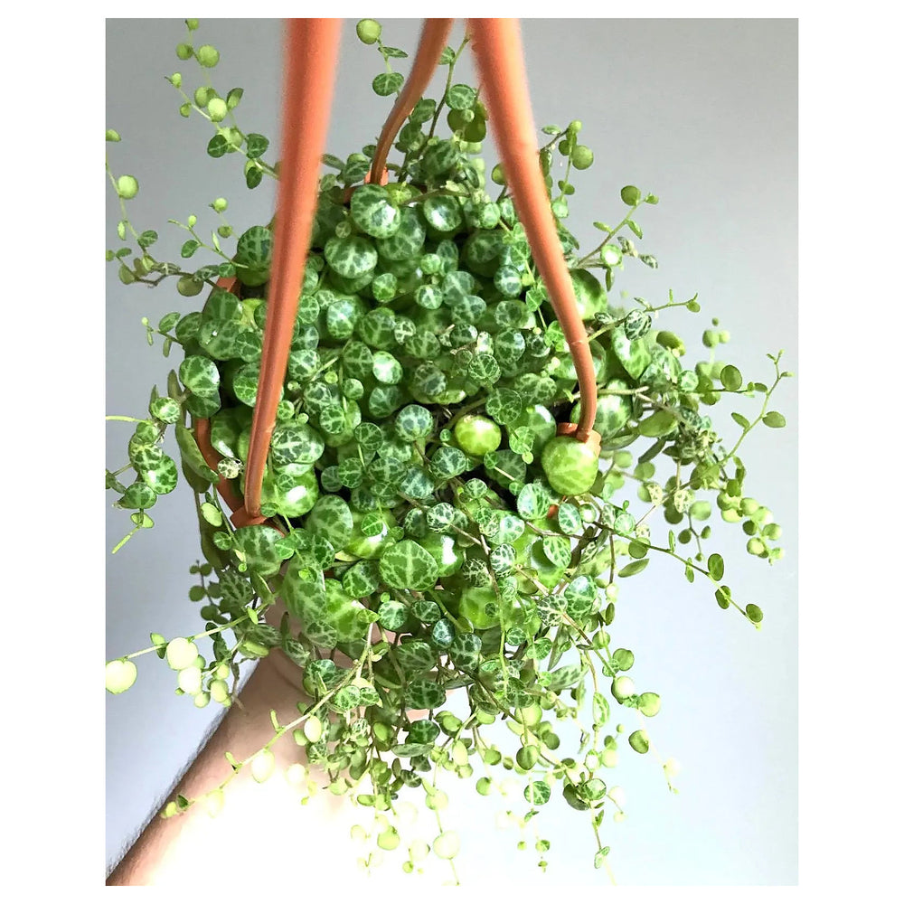 Heirloom Peperomia Prostrata Succulent Seeds – Non-GMO Ornamental Seeds for Planting, High Germination Organic Gard | Neera Seeds product photo [neera-v4-7dd041ce77a4f0cd9fa3]