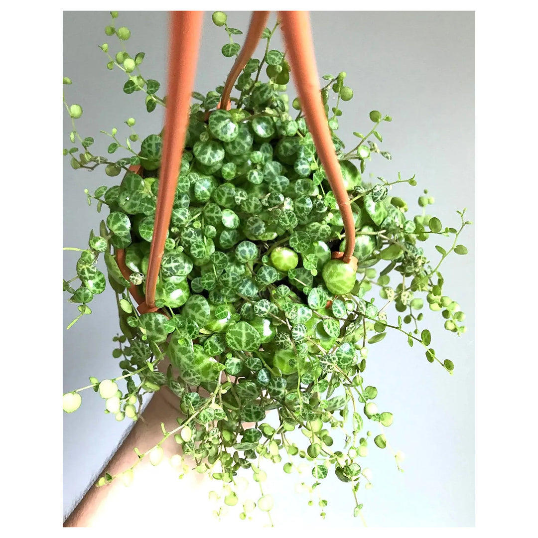 Heirloom Peperomia Prostrata Succulent Seeds – Non-GMO Ornamental Seeds for Planting, High Germination Organic Gard | Neera Seeds product photo [neera-v4-7dd041ce77a4f0cd9fa3]