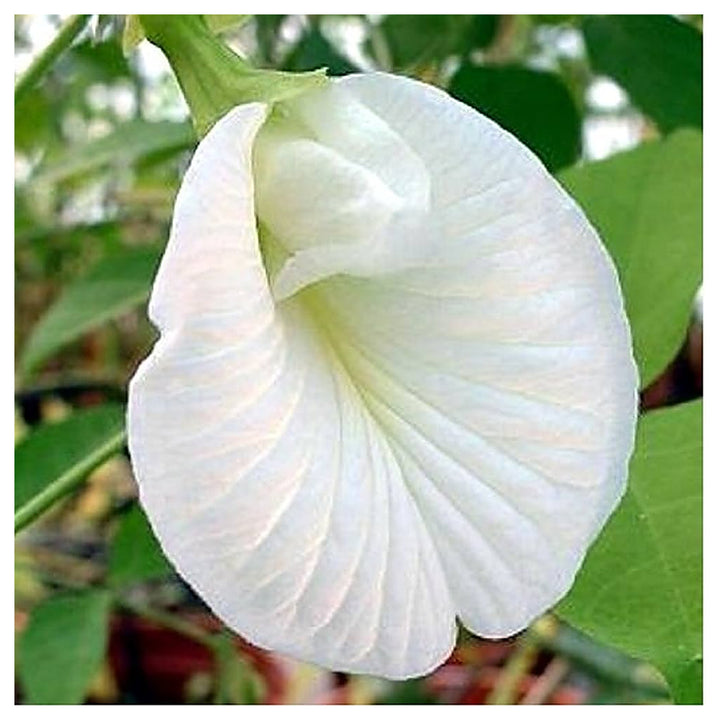 Organic Heirloom Clitoria Flower Seeds for Planting – White Blooms Non-GMO High Germination Medicinal Vines | Neera Seeds product photo [neera-v4-7de0b072ce8c485092fa]