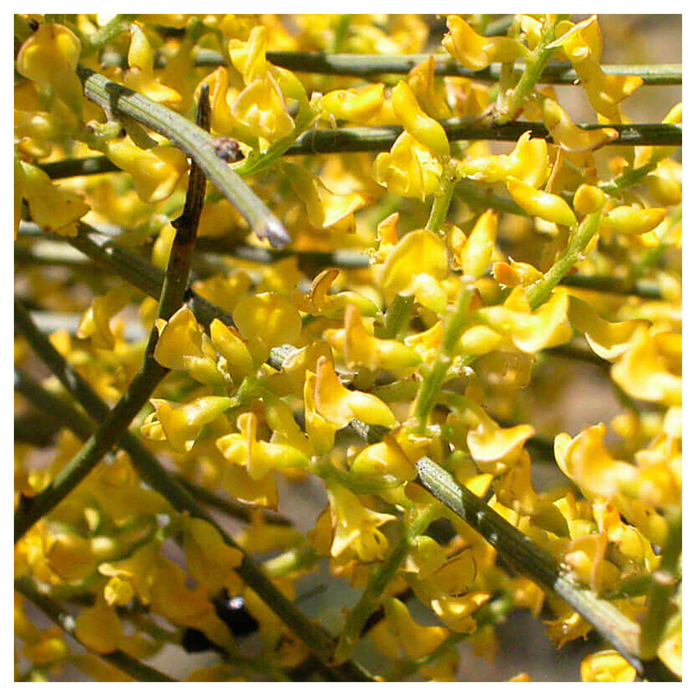 Retama Sphaerocarpa Flower Seeds – Heirloom Non-GMO Yellow Broom Blooms for Drought-Tolerant Garden Planting | Neera Seeds product photo [neera-v4-7de155e51391e94eb64a]