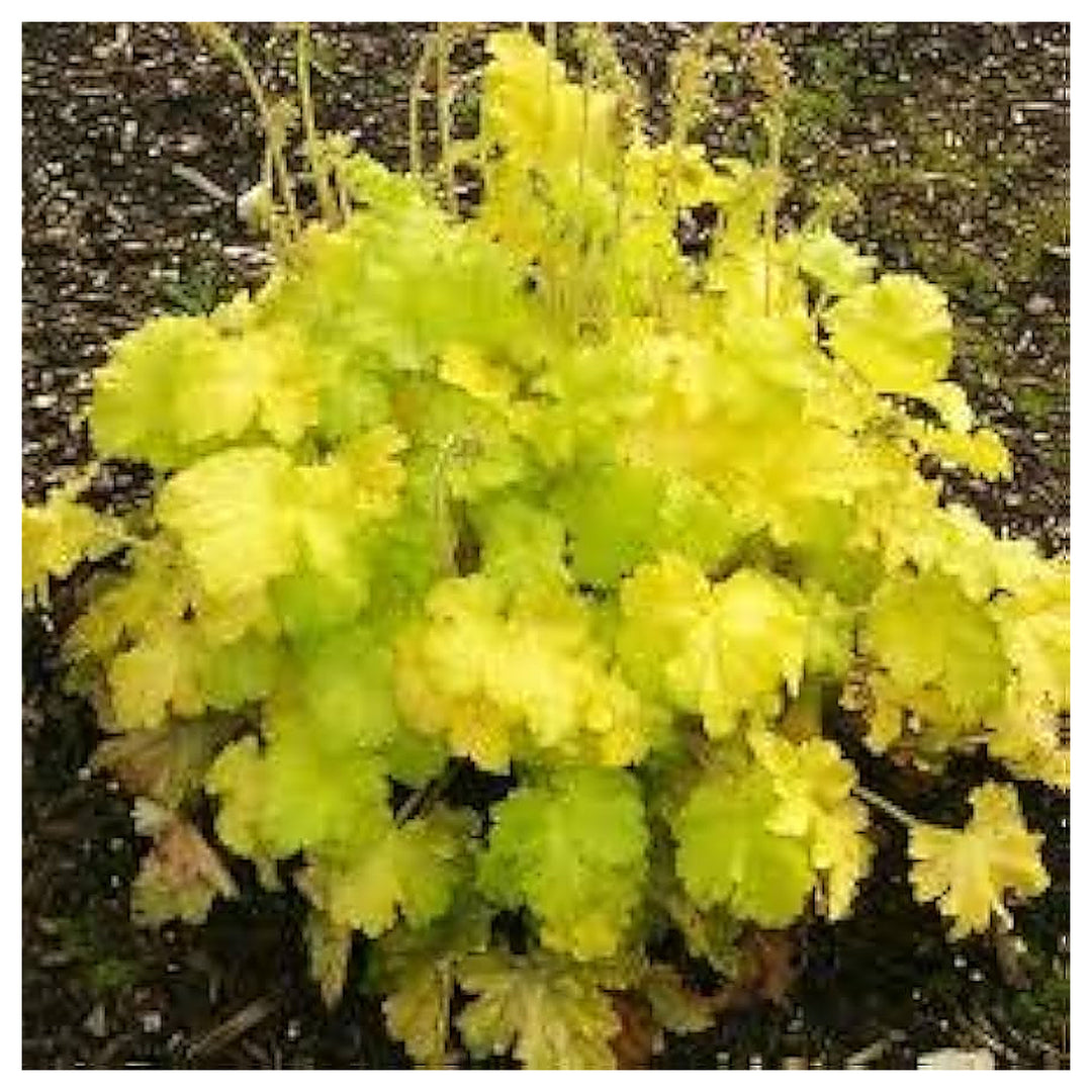 Fresh Heuchera Flower Seeds for Planting – Yellow Blooms, Heirloom, Non-GMO, High Germination Organic Garden Seeds | Neera Seeds product photo [neera-v4-7de45c1f5ce2c7d4137b]