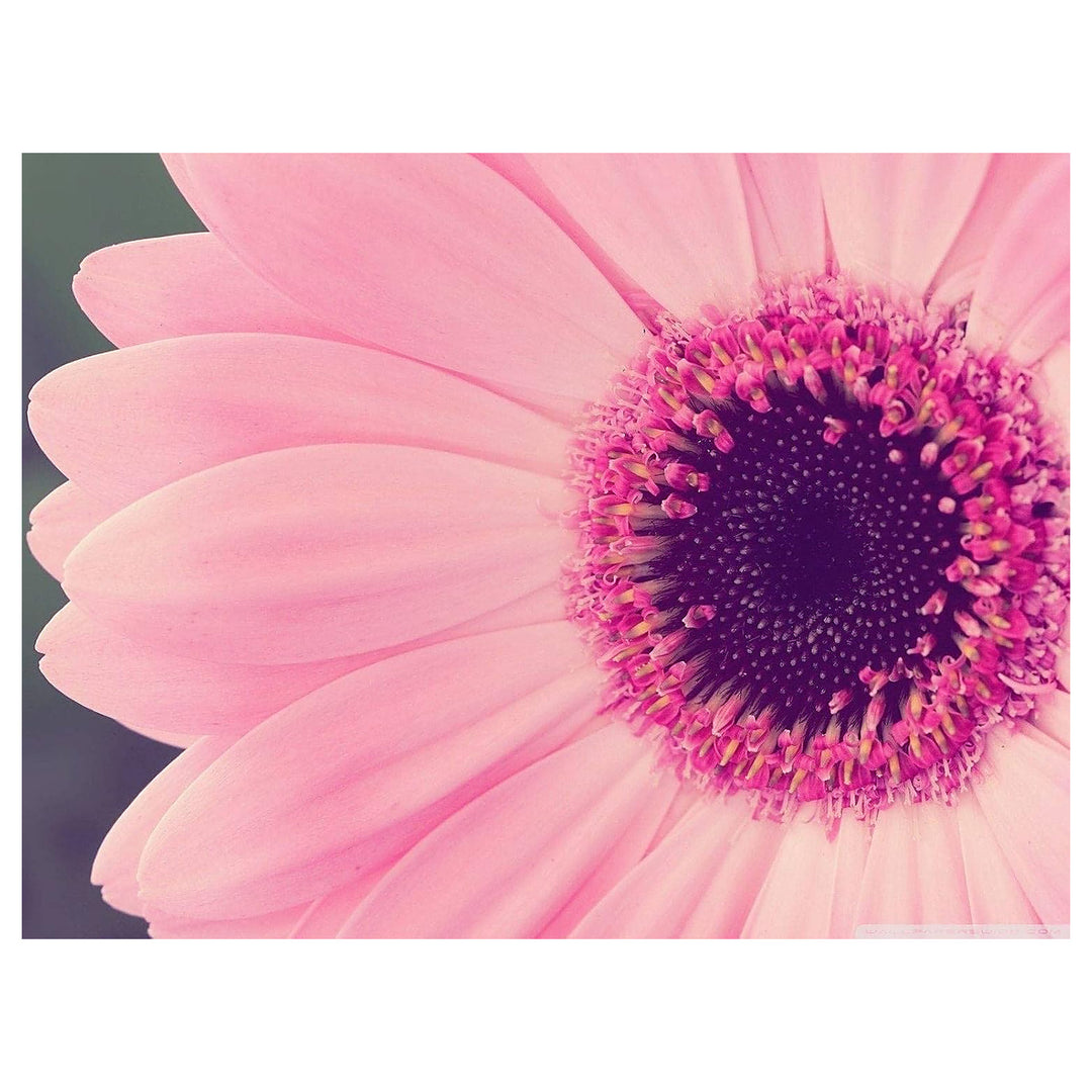 Baby Pink Sunflower Seeds for Planting - Heirloom Non-GMO High Germination Organic Garden Seeds | Neera Seeds product photo [neera-v4-7e00e90061969231d336]