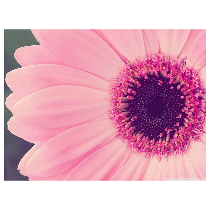 Baby Pink Sunflower Seeds for Planting - Heirloom Non-GMO High Germination Organic Garden Seeds | Neera Seeds product photo [neera-v4-7e00e90061969231d336]