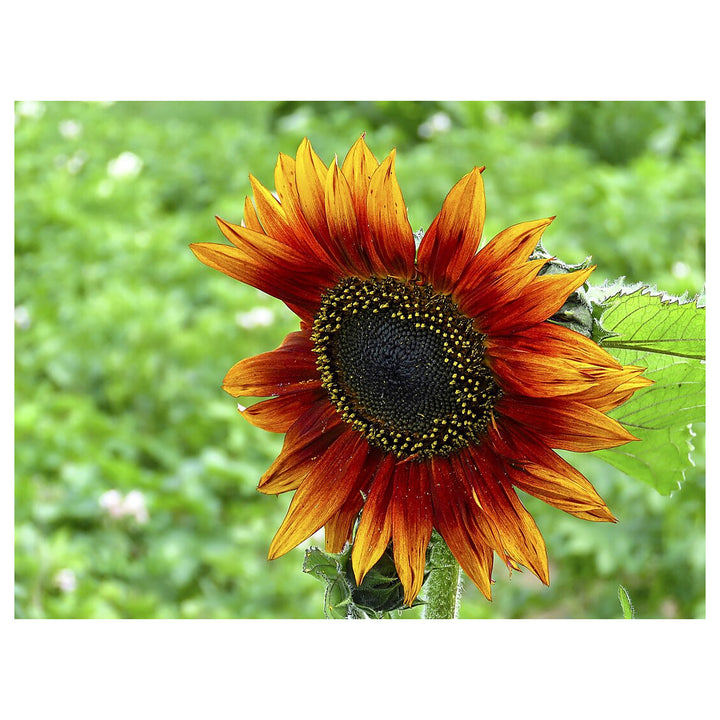 Yellow and Red Sunflower Seeds for Planting – Vibrant Bi-Color Blooms for Garden or Landscape | Neera Seeds product photo [neera-v4-7e037cd216bdcf4b79be]