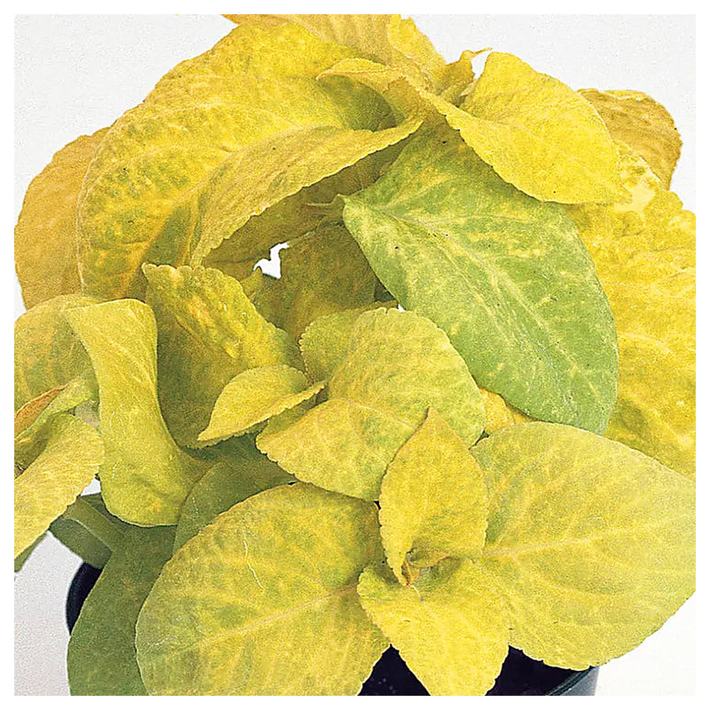 Golden Coleus Plant Seeds - Heirloom and Non-GMO Foilage Garden Seeds | Neera Seeds product photo [neera-v4-7e0617bba238ce6b4954]