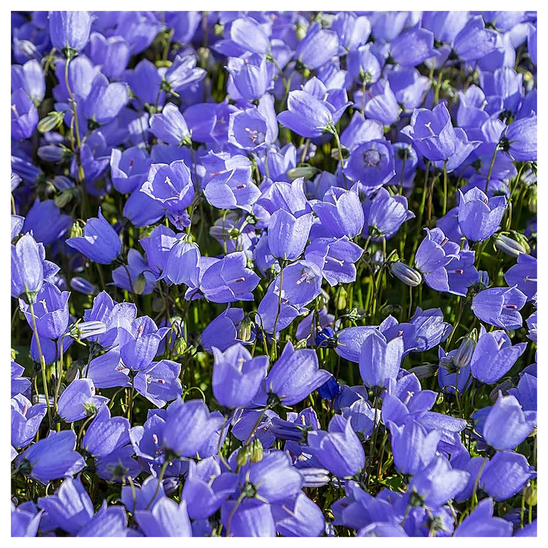 Purple Bellflower Campanula For Planting For Perennial Flower Bed And Urban Garden Flower Seeds for | Neera Seeds product photo [neera-v4-7e0990dd9de3f11d5d4c]