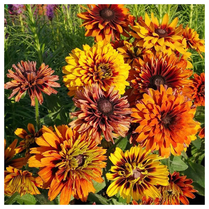 Black Eyed Susan Rudbeckia hirta ‘Cherokee Sunset’ Seeds – Non-GMO Flower Seeds for Garden Planting | Neera Seeds product photo [neera-v4-7e0c437ea048b1bd2b5a]