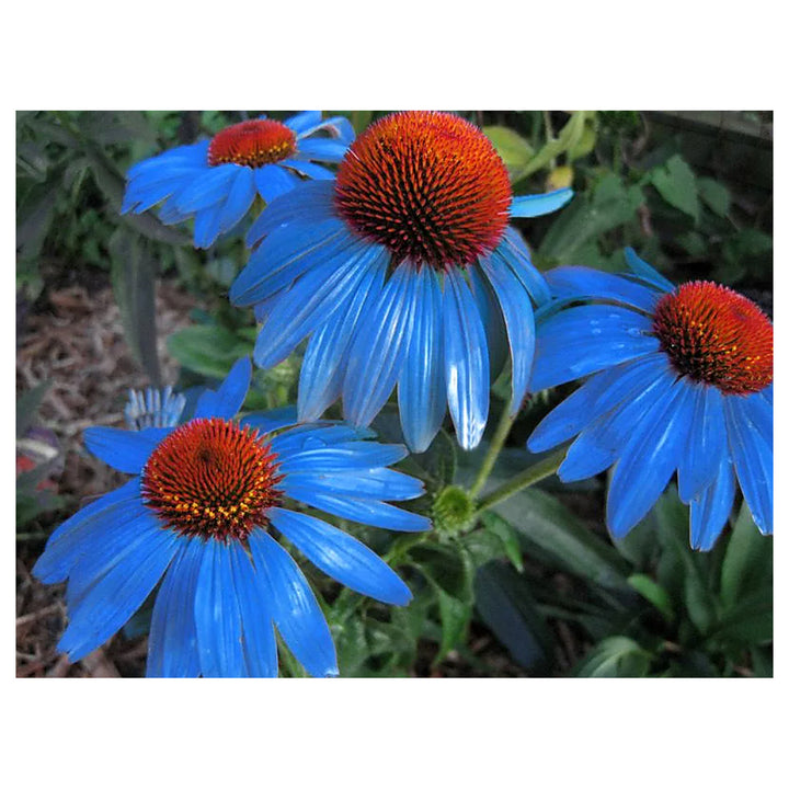 Light Blue Echinacea Purple Coneflower Pine Chrysanthemum Seeds for Planting – Heirloom, Non-GMO, High Germination | Neera Seeds product photo [neera-v4-7e1974bf066ff5ecef13]