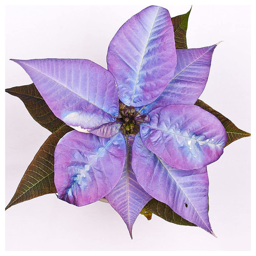 Heirloom Non-GMO Purple Poinsettia Flower Seeds for Planting – Rare Festive Blooming Flower Seeds | Neera Seeds product photo [neera-v4-7e20e911638312b864a7]