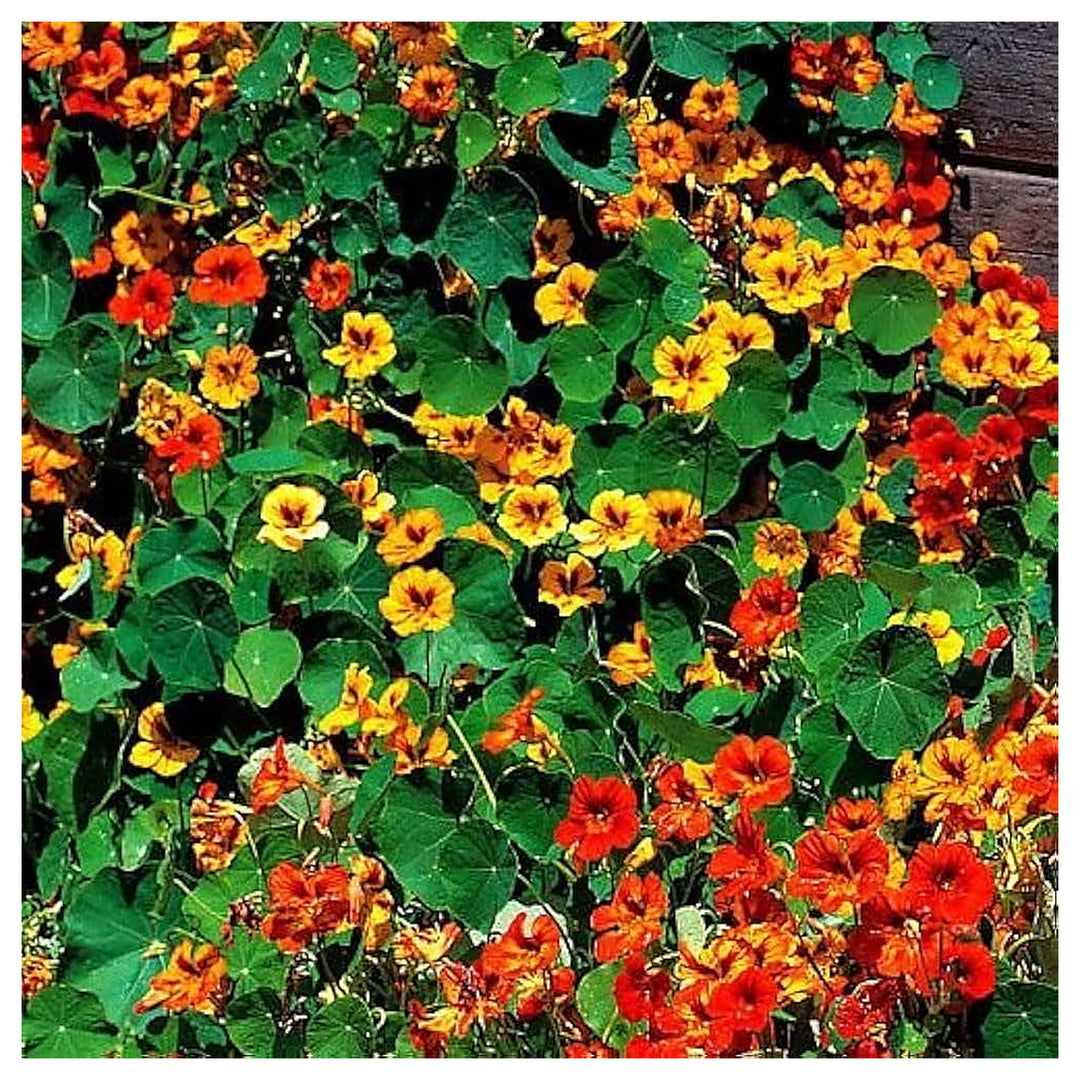 Red Scarlet Nasturtium Flower Hybrid Climber Air Purifying Gardens Flower Seeds Home Garden | Neera Seeds product photo [neera-v4-7e342929d9a3797af3da]