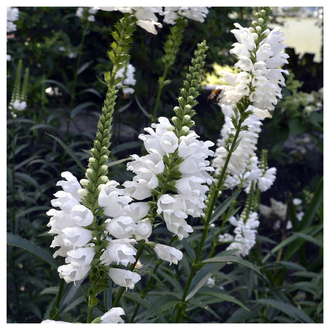 Heirloom Non-GMO White Physostegia Flower Seeds for Elegant Garden Borders and Seasonal Planting | Neera Seeds product photo [neera-v4-7e36cfc90f7f25c80511]
