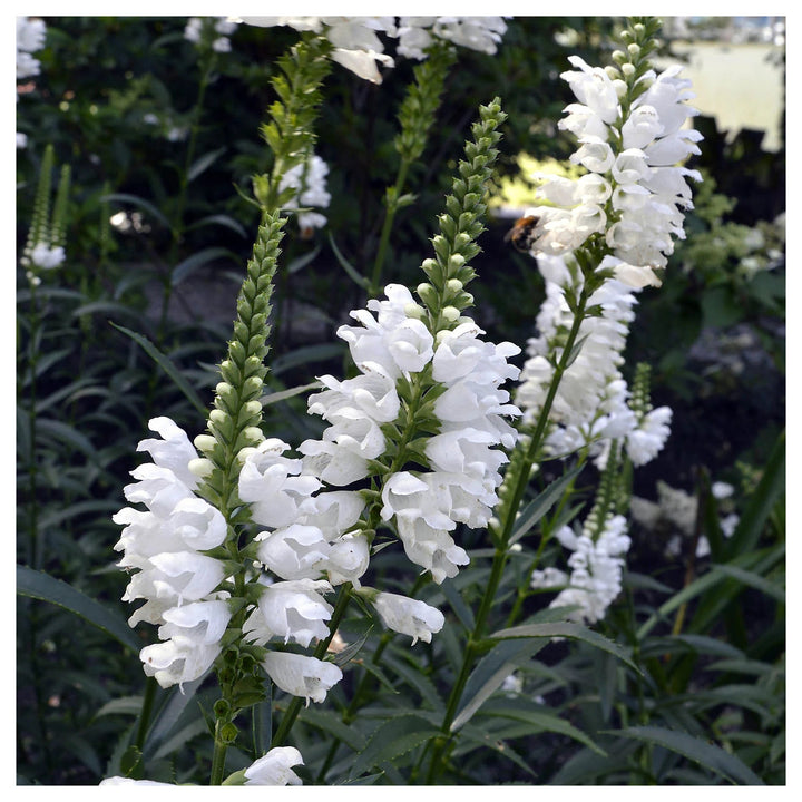 Heirloom Non-GMO White Physostegia Flower Seeds for Elegant Garden Borders and Seasonal Planting | Neera Seeds product photo [neera-v4-7e36cfc90f7f25c80511]