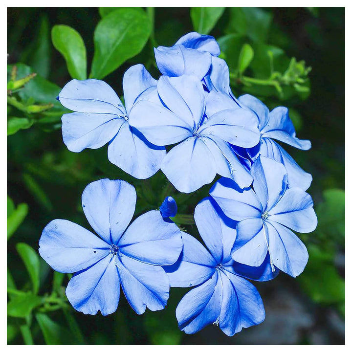 Plumbago Flower Seeds – Heirloom, Non-GMO Seeds for Planting Vibrant Blue Garden Blooms | Neera Seeds product photo [neera-v4-7e38430a0b8b397ef6bf]