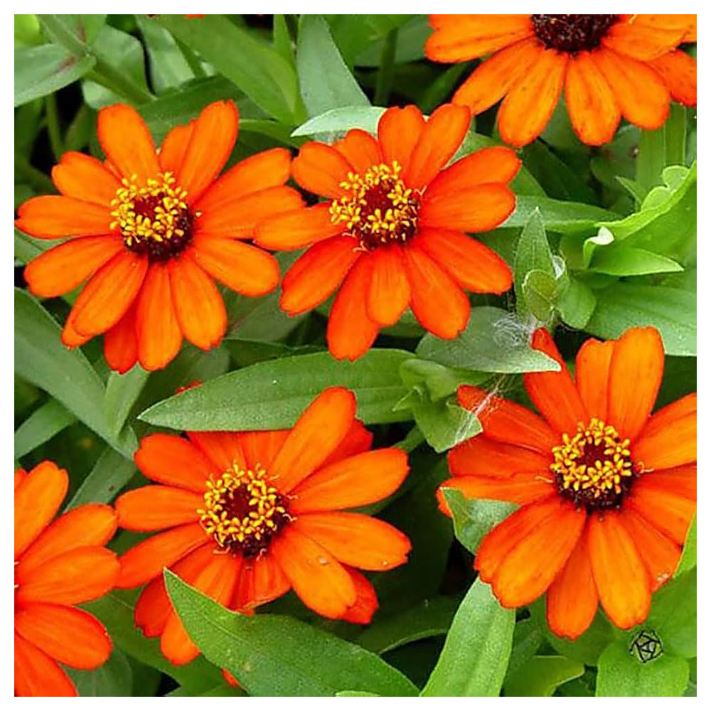 Zinnia Orange Flower Seeds for Planting – Heirloom Non-GMO High Germination Organic Garden Seeds | Neera Seeds product photo [neera-v4-7e4e4f942589033556c9]