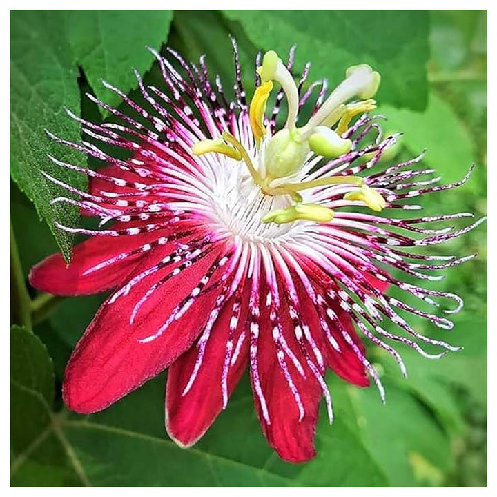 Organic Heirloom Red Passion Flower Seeds – Non-GMO Exotic Climbing Seeds for Planting, High Germination | Neera Seeds product photo [neera-v4-7e6de681066ef362f8e8]