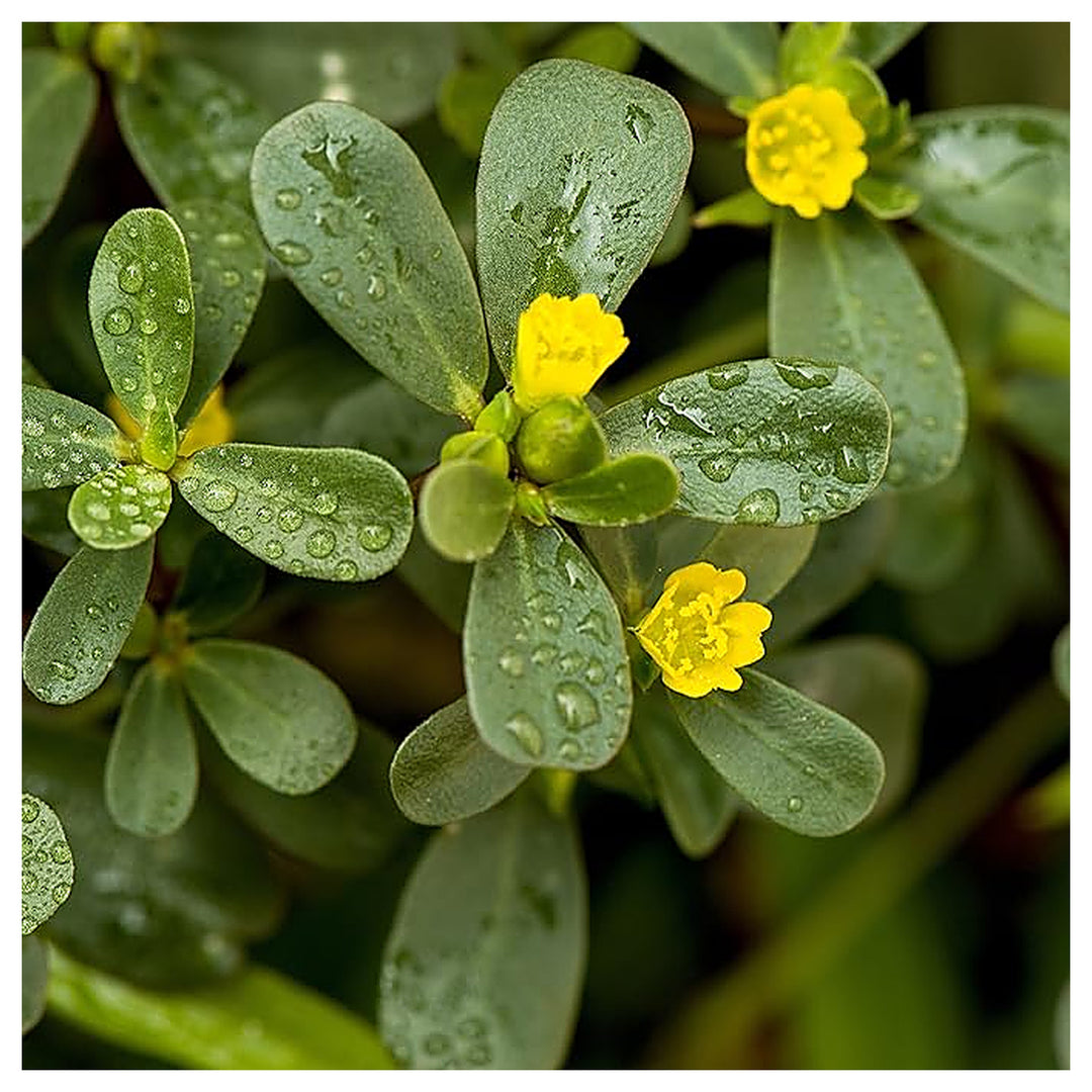 Purslane Ground Cover Flower For Planting Flower Seeds for Home Garden Planting, Premium Organic | Neera Seeds product photo [neera-v4-7e6f27e2c5dcb4e60006]