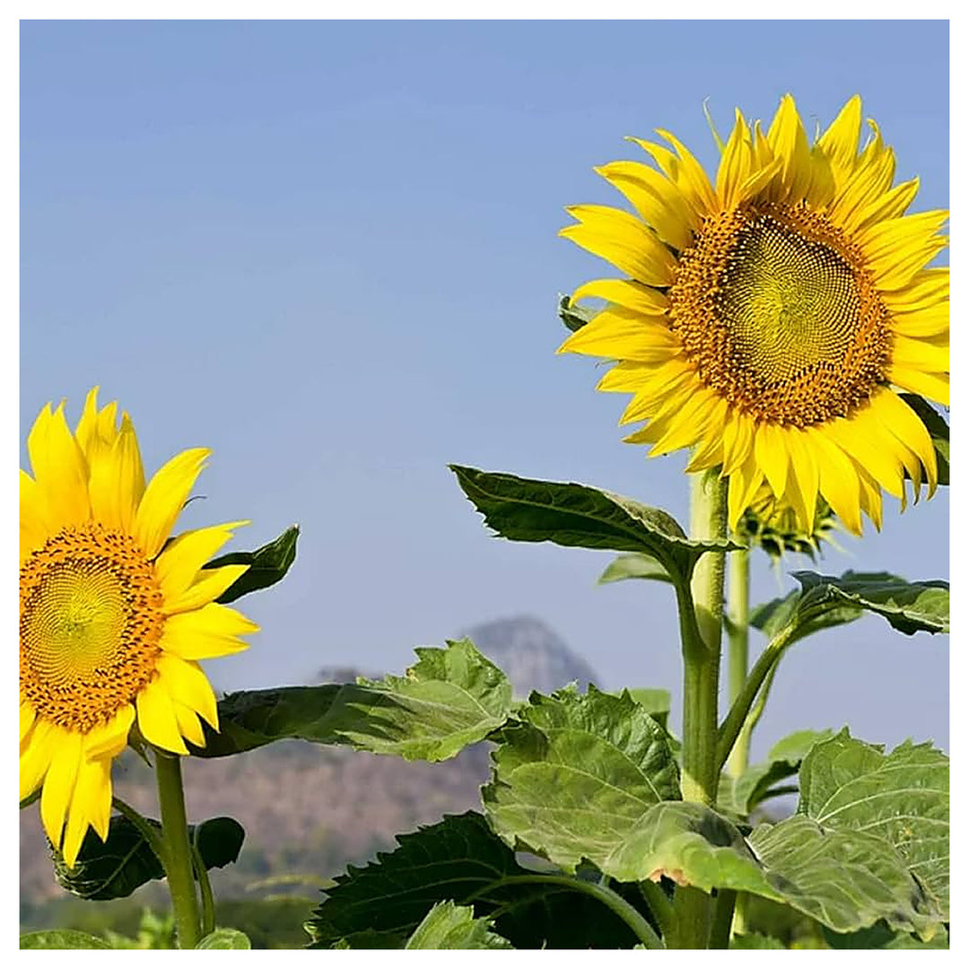 Sunzilla Sunflower Seeds – Heirloom Non-GMO Giant Sunflower Seeds for Planting | High Germination | Neera Seeds product photo [neera-v4-7e7c27187f588bfd7895]