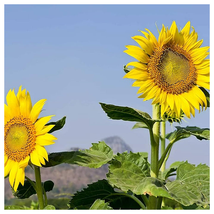 Sunzilla Sunflower Seeds – Heirloom Non-GMO Giant Sunflower Seeds for Planting | High Germination | Neera Seeds product photo [neera-v4-7e7c27187f588bfd7895]