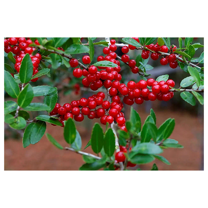 Heirloom Yaupon Flower Seeds For Planting Non-GMO Caffeine-Rich Holly Seeds High Germination Organic Garden Seeds | Neera Seeds product photo [neera-v4-7eab27ae95c22ec84bd6]