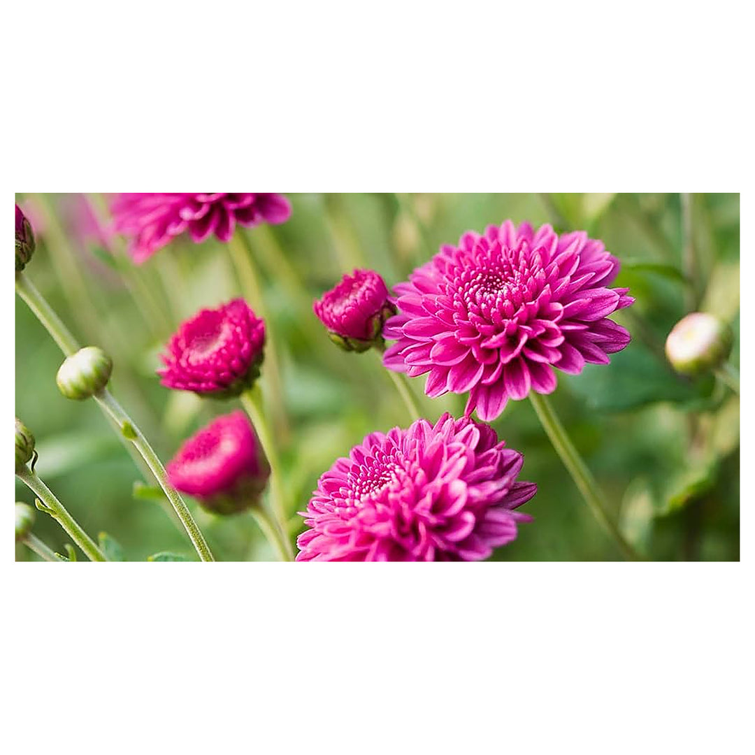 Blue Purple Emerald Chrysanthemum Flower Flower Seeds Home Garden Planting, Ornamental Organic | Neera Seeds product photo [neera-v4-7ed33d8f3e7d9485c9d5]