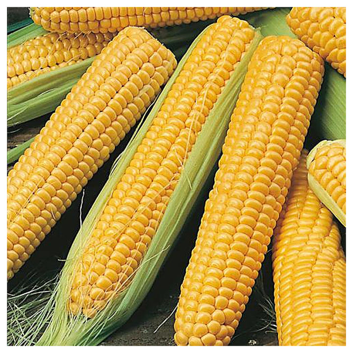 Organic Sweet Corn Seeds for Planting – High-Yield, Non-GMO Vegetable Seeds for Home Garden &amp; Farm Use | Neera Seeds product photo [neera-v4-7ed7819f2c0f67ff55a7]