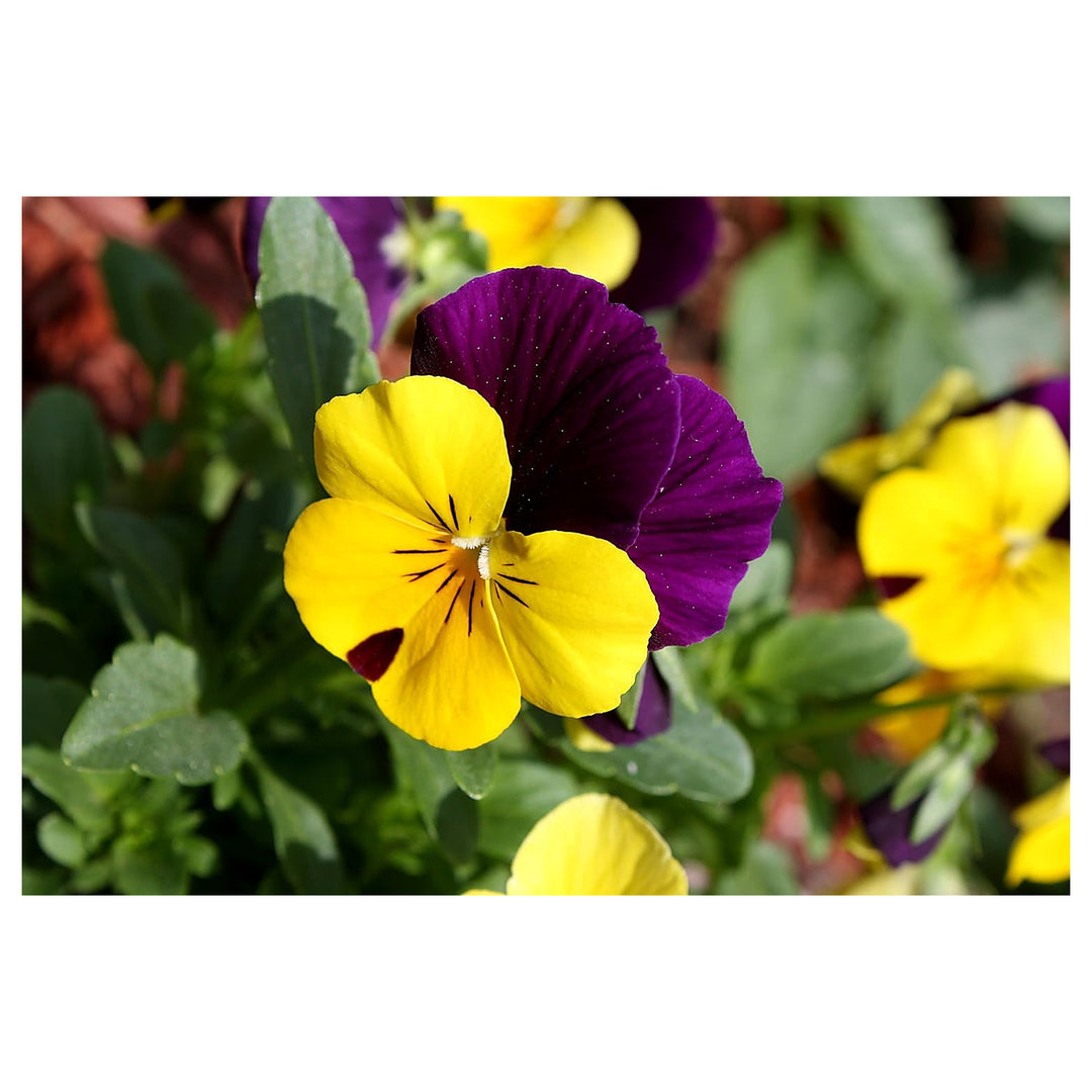 Violet Yellow Pansy Flower Seeds for Planting – Non-GMO, Heirloom, High Germination Organic Garden Seeds | Neera Seeds product photo [neera-v4-7ee51136f8a606a3a6a3]
