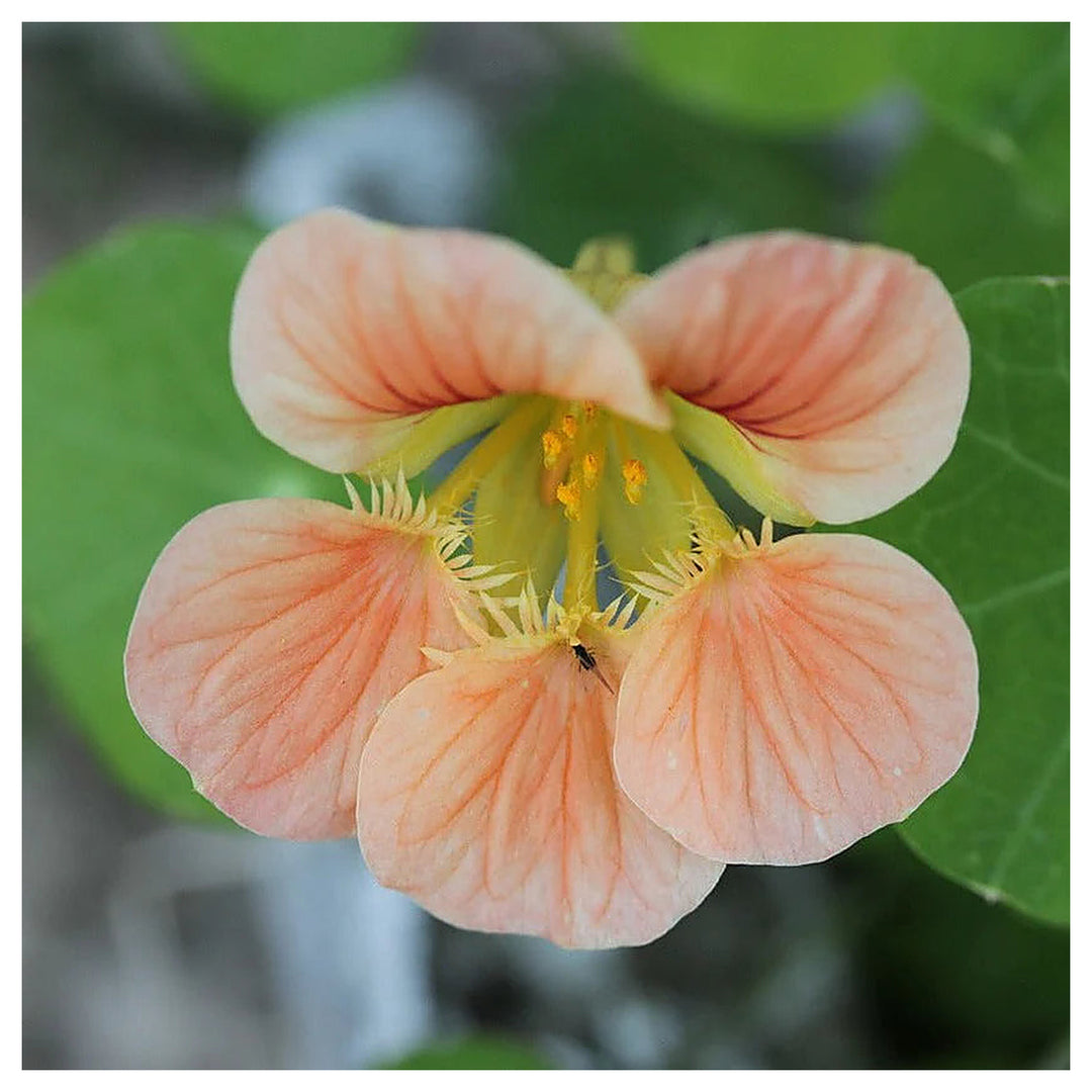 Heirloom Peach Tropaeolum Majus Flower Seeds for Planting | Non-GMO Organic Garden Seeds | Vibrant Blooms, High Ger | Neera Seeds product photo [neera-v4-7ef50f9516ec5e8785a5]