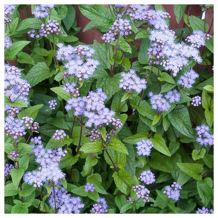 Heirloom Conoclinium Coelestinum Seeds – Non-GMO Flower Seeds for Planting | High Germination Organic Garden Blooms | Neera Seeds product photo [neera-v4-7efa412a780eb1dcf3b1]