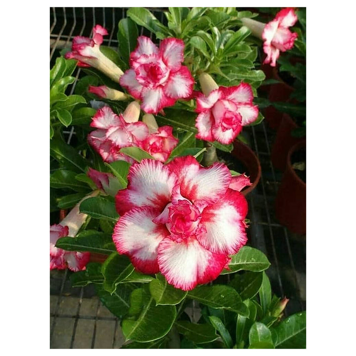 Pink White Adenium Obesum Flower Seeds for Planting – Non-GMO, Heirloom, High Germination Organic Garden Seeds | Neera Seeds product photo [neera-v4-7f08afc8f712ded59e4a]