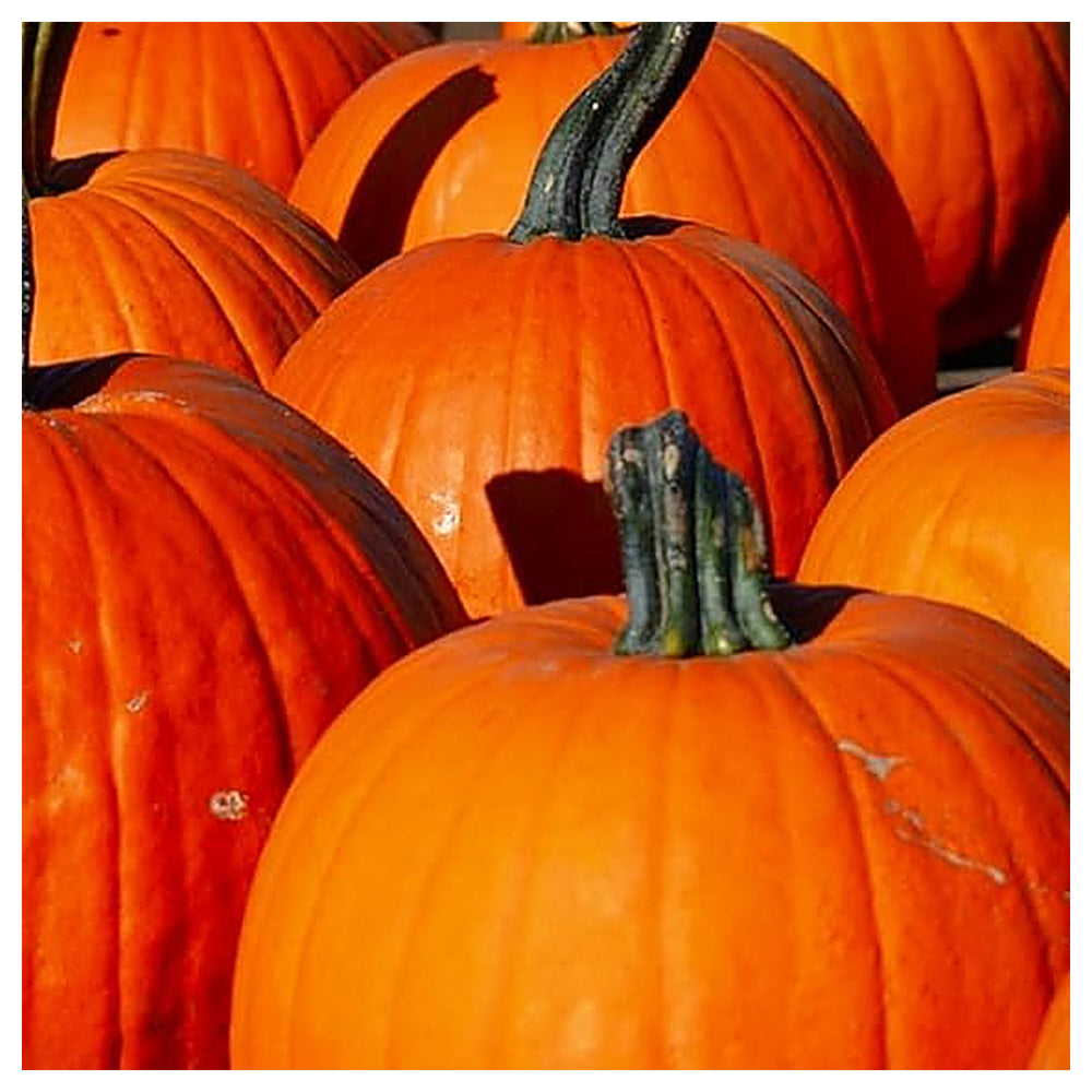 Pumpkin Sugar Pie Seeds – Sweet Heirloom Variety for Baking & Home Gardens | Neera Seeds product photo [neera-v4-7f1652a3db6f1b363ec1]
