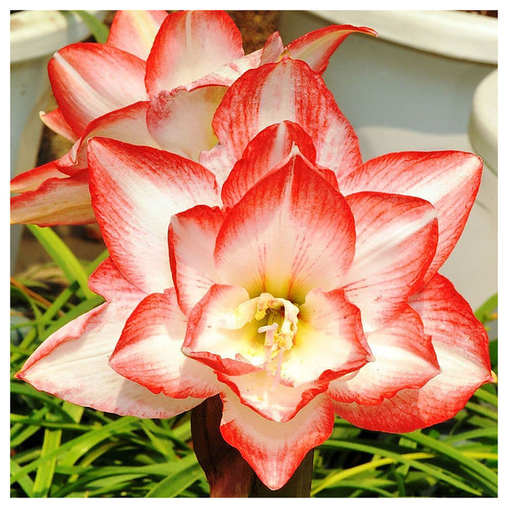 Heirloom Non-GMO Red White Hippeastrum Rutilum Flower Seeds for Indoor Planting | Neera Seeds product photo [neera-v4-7f2707994aceb27a7649]
