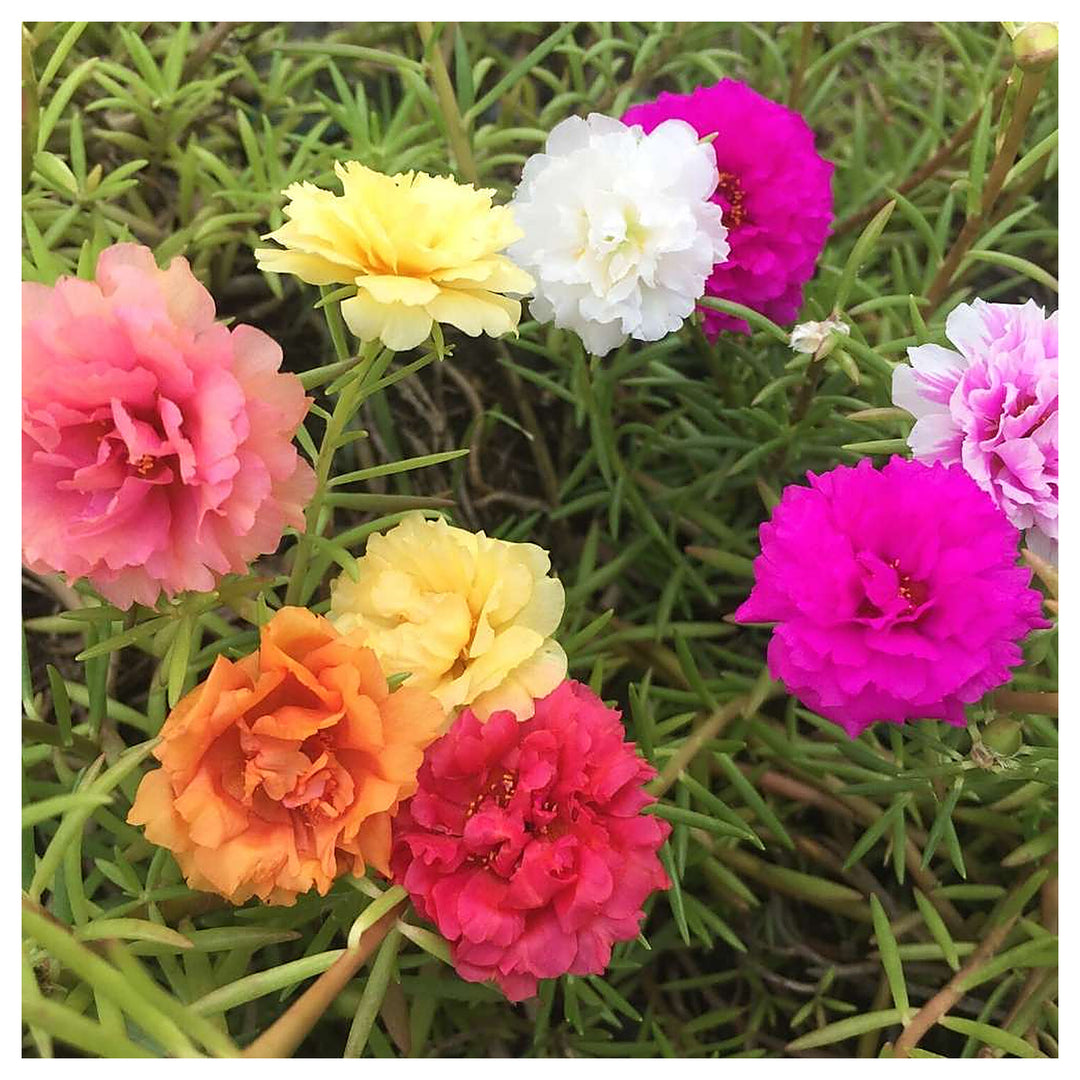 Portulaca Flower Seeds – Heirloom Non-GMO Sun-Loving Blooms for Colorful Garden Planting | Neera Seeds product photo [neera-v4-7f28a90cebfce04a04a5]