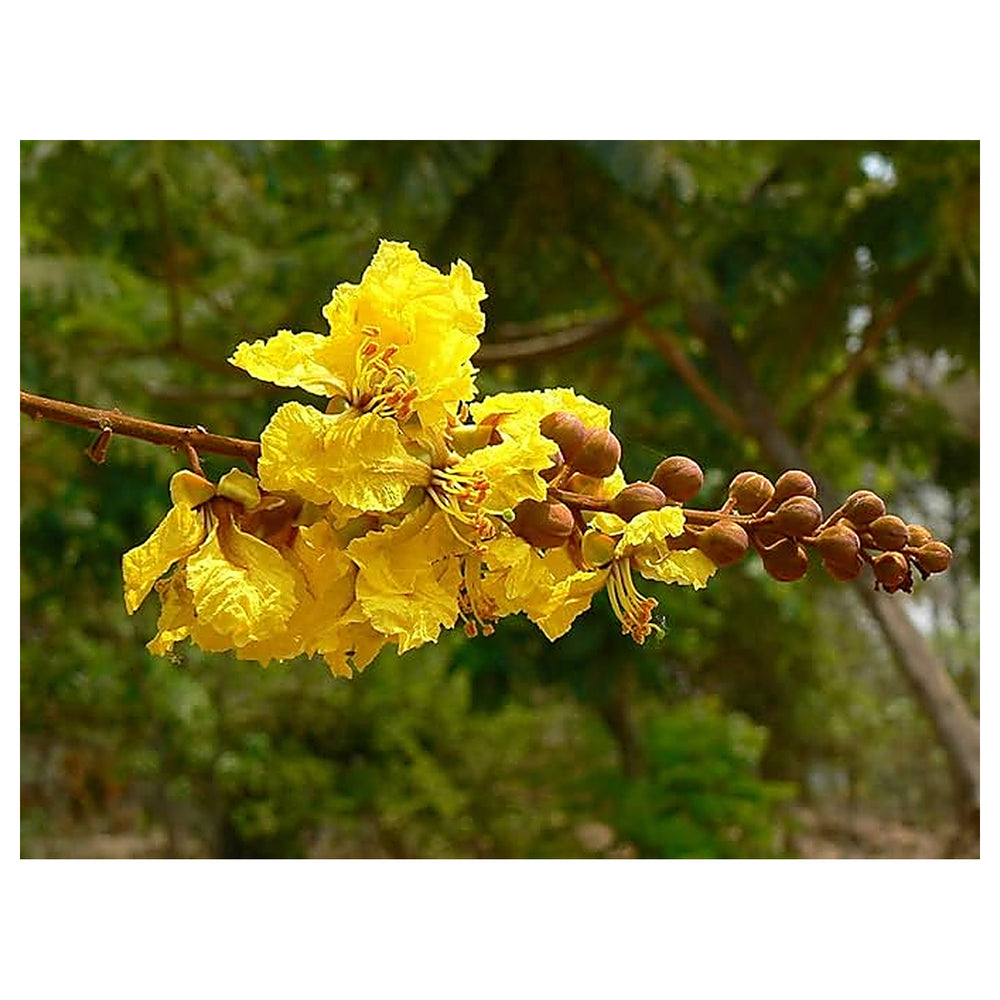 Heirloom Non-GMO Peltophorum Flower Seeds for Planting – Yellow Flame Tree Seeds for Garden Landscaping | Neera Seeds product photo [neera-v4-7f3581ee25c70e7d100f]
