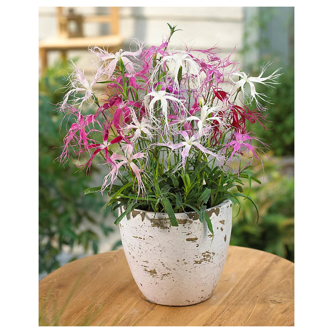 Heirloom Non-GMO Dianthus Spooky Flower Seeds for Planting – Vibrant Garden Blooms | Neera Seeds product photo [neera-v4-7f55785ec91746bd54e5]
