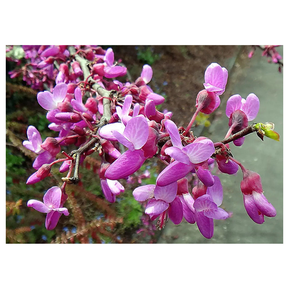 Heirloom Non-GMO Pink Cercis Flower Seeds for Ornamental Garden Planting | Neera Seeds product photo [neera-v4-7f5d168ccf1abf623d24]