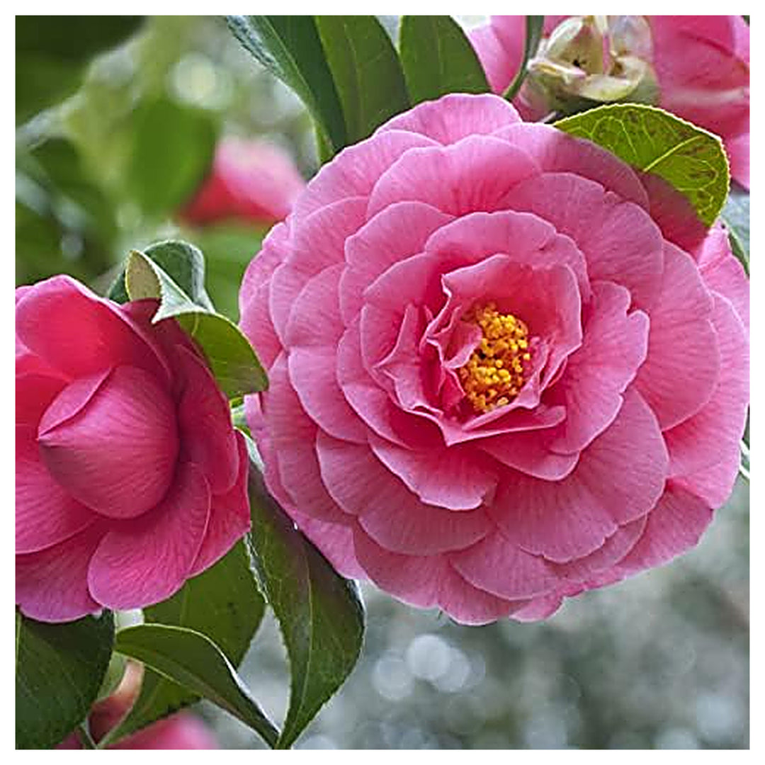 Red Pink Green White Mixed Rose Chinese Each Color Flower Seeds Home Garden Planting, Premium | Neera Seeds product photo [neera-v4-7f6ef3a884132841abf9]