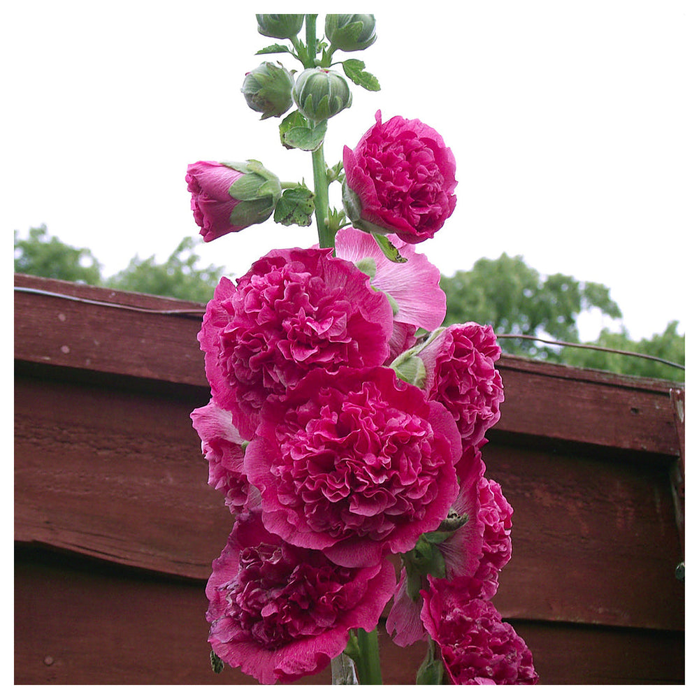 Heirloom Hollyhock Flower Seeds, Non-GMO Tall Cottage Garden Blooms for Vibrant Planting | Neera Seeds product photo [neera-v4-7f6f9c30e8f8ff851f29]