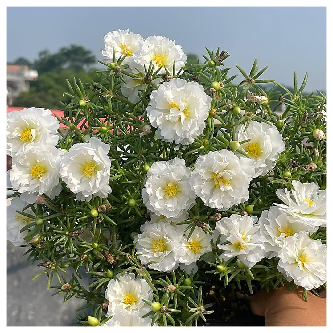 White Portulaca Flower Seeds for Planting – Heirloom, Non-GMO, Organic Garden Seeds, High Germination | Neera Seeds product photo [neera-v4-7f77344a5e90a5a066d5]